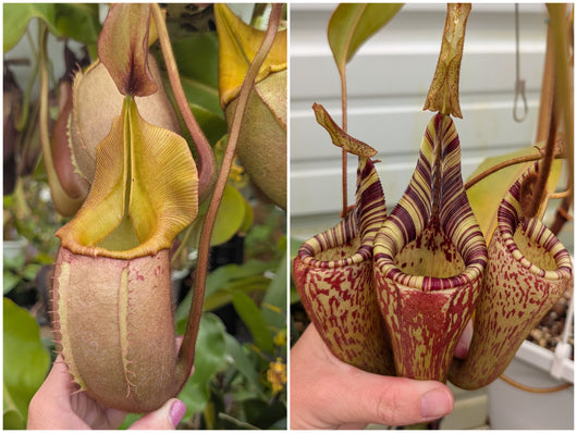 Nepenthes veitchii x mollis seeds