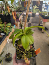 Nepenthes mira BE-3868 *SPECIMEN*