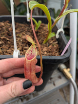 Nepenthes lowii x tentaculata BE-3970