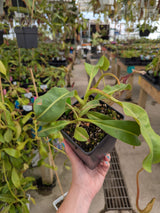 Nepenthes veitchii x maxima