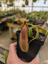 Nepenthes hamata (Tambusisi) x veitchii (Bario) BE-3943