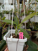 Nepenthes xSplendiana