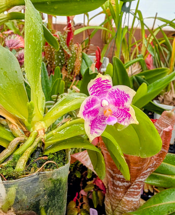 Phalaenopsis Lioulin Blue Jenny x Mituo 24 Solar Terms