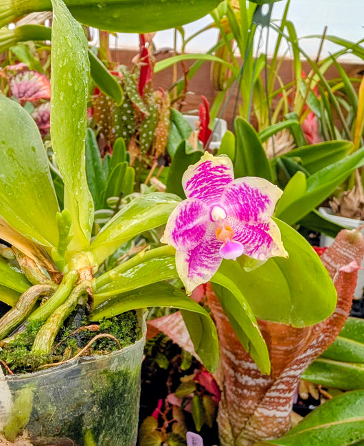 Phalaenopsis Lioulin Blue Jenny x Mituo 24 Solar Terms