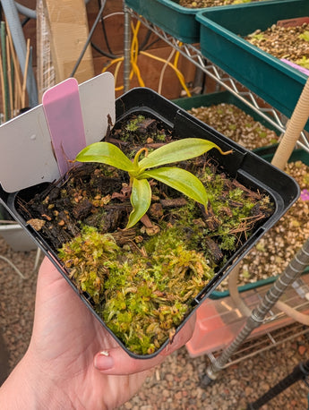 Nepenthes ventricosa x rafflesiana BE-3733