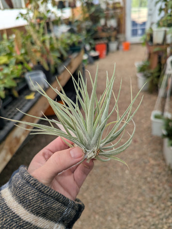 Tillandsia Kammii