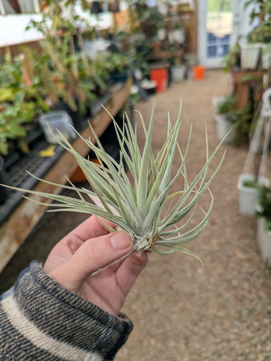 Tillandsia Kammii