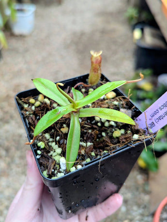 Nepenthes hamata x (lowii x tentaculata) BE-4526