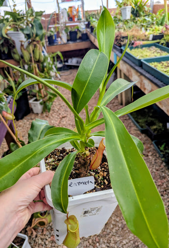 Nepenthes x Ventrata *SPECIMEN*