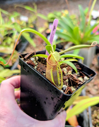 Nepenthes spathulata x jamban BE-4682