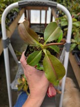 Nepenthes rajah x veitchii BE-3730
