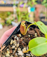 Nepenthes (lowii x macrophylla) x robcantleyi "King of Spades" BE-4022