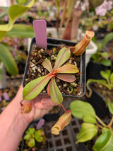 N. veitchii x ventricosa BE-4674