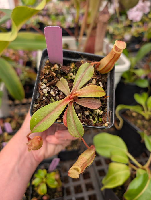 N. veitchii x ventricosa BE-4674