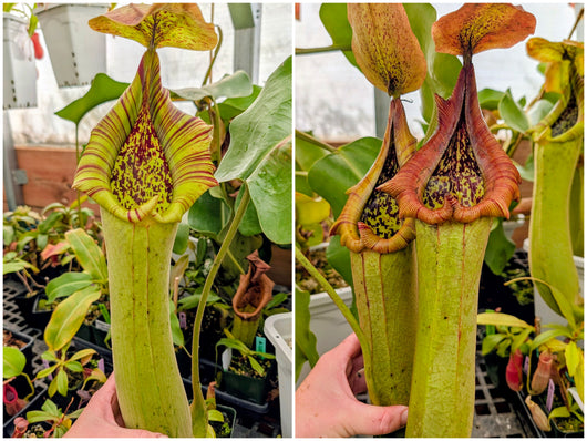 Nepenthes truncata (Claudia x Amos) Seeds