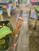 Nepenthes petiolata x veitchii BE-4047