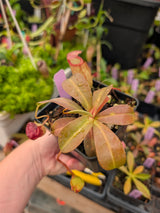 Nepenthes 'Mimi'  ventricosa x (maxima x talangensis) BE-3823