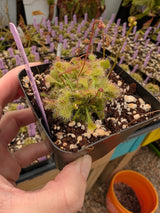 Drosera spatulata mini clusters