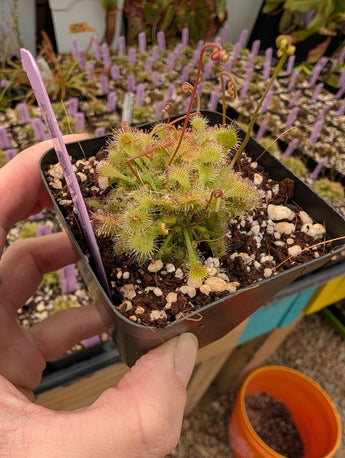 Drosera spatulata mini clusters