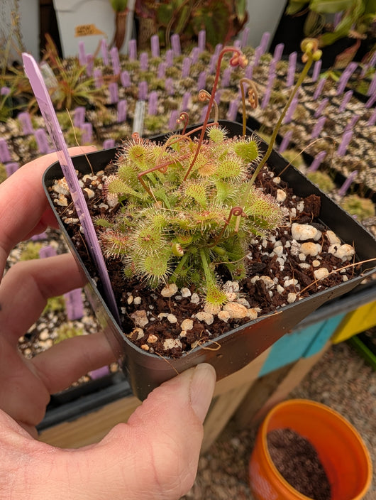 Drosera spatulata mini clusters
