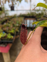 Nepenthes (lowii x macrophylla) x aristolochioides BE-4511