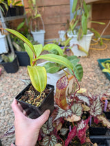 Nepenthes lowii x tentaculata BE-3970 *ROOTED CUTTINGS*
