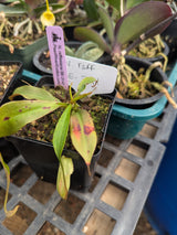 Nepenthes rafflesiana (Brunei) BE-3141