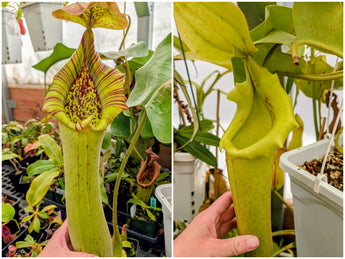 Nepenthes truncata  (Claudia x Jedd) Seeds