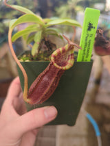 Nepenthes spectabilis x lowii BE-4524