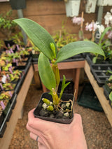 Dendrobium Little Astro