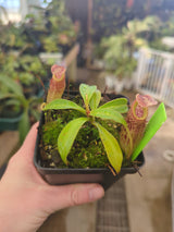 Nepenthes talangensis x zakariana BE-4552