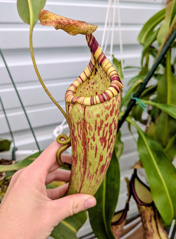 Nepenthes merrilliana x mollis SG *ROOTED CUTTINGS*