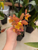 Oncidium Firecat 'Simple Pleasures '