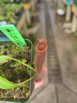 Nepenthes spathulata x jacquelineae BE-3894