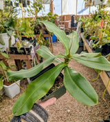 Unknown ampullaria hybrid