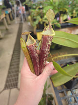 Nepenthes spectabilis x platychila BE-3760 *ROOTED CUTTING*