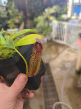 Nepenthes talangensis x zakariana BE-4552
