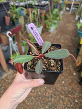 Nepenthes peltata x ephippiata BE-4654