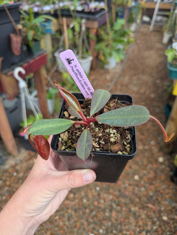 Nepenthes peltata x ephippiata BE-4654