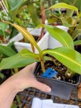 Nepenthes merrilliana x mollis SG *ROOTED CUTTINGS*