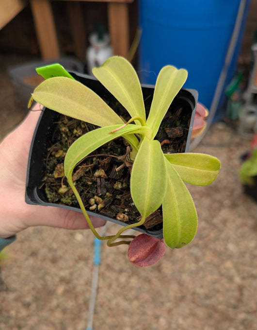 Nepenthes spathulata x tenuis BE-3981