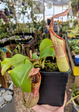 Nepenthes clipeata x (veitchii x lowii) BE-4625 *SPECIMEN*