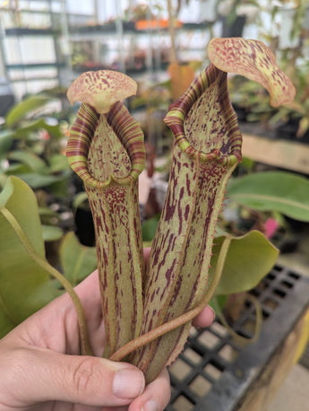 Nepenthes veitchii x bellii *SPECIMEN*
