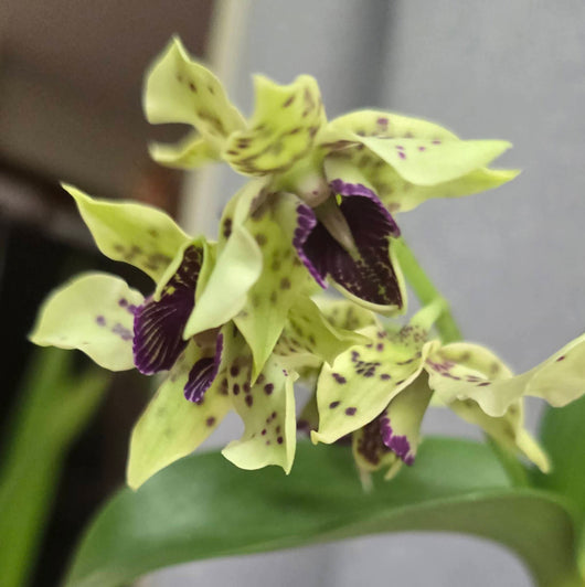 Dendrobium Little Astro