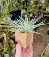 Wooden pots for air plants