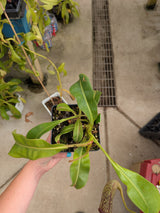 Nepenthes veitchii x maxima