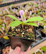 N. spathulata x aristolochioides BE-4077