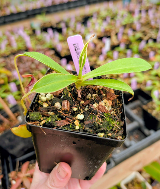 N. spathulata x aristolochioides BE-4077