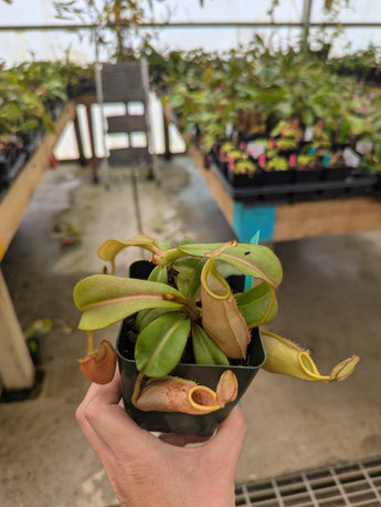 Nepenthes veitchii 