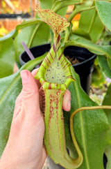 Nepenthes veitchii x bellii *SPECIMEN*